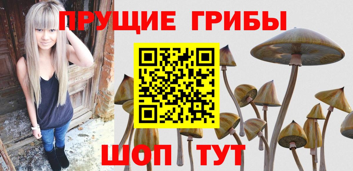 Псилоцибиновые грибы Cubensis Химки